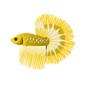 Golden Fantail Betta